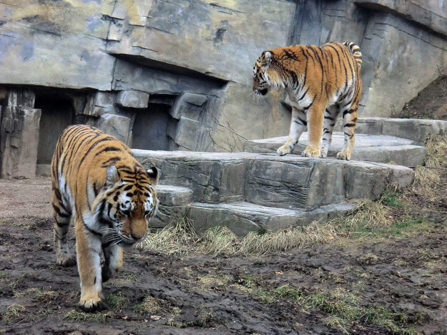 Sibirische Tiger im Zoo Wuppertal am 21. Februar 2012