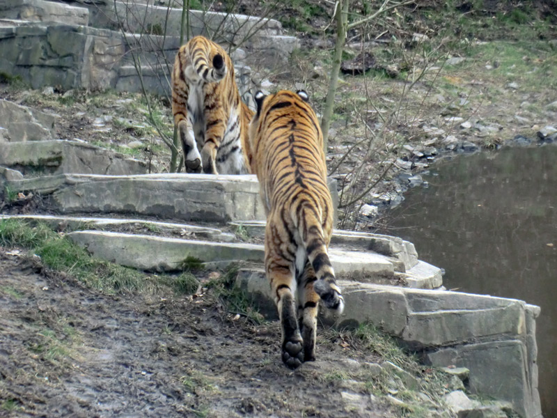 Sibirische Tiger im Wuppertaler Zoo am 21. Februar 2012