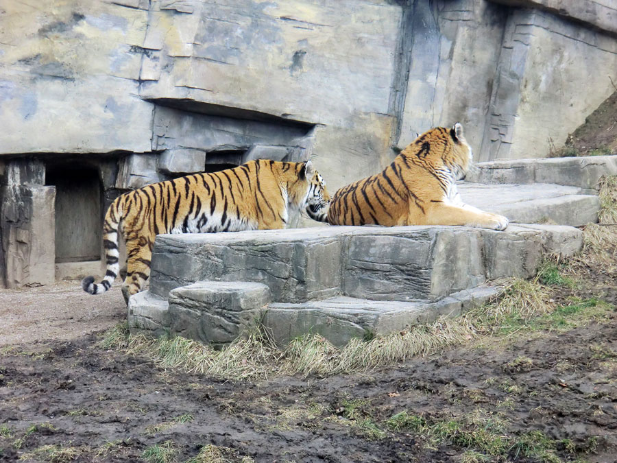 Sibirische Tiger im Wuppertaler Zoo am 21. Februar 2012