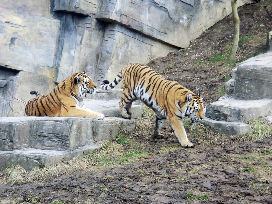 Sibirische Tiger im Zoo Wuppertal am 21. Februar 2012