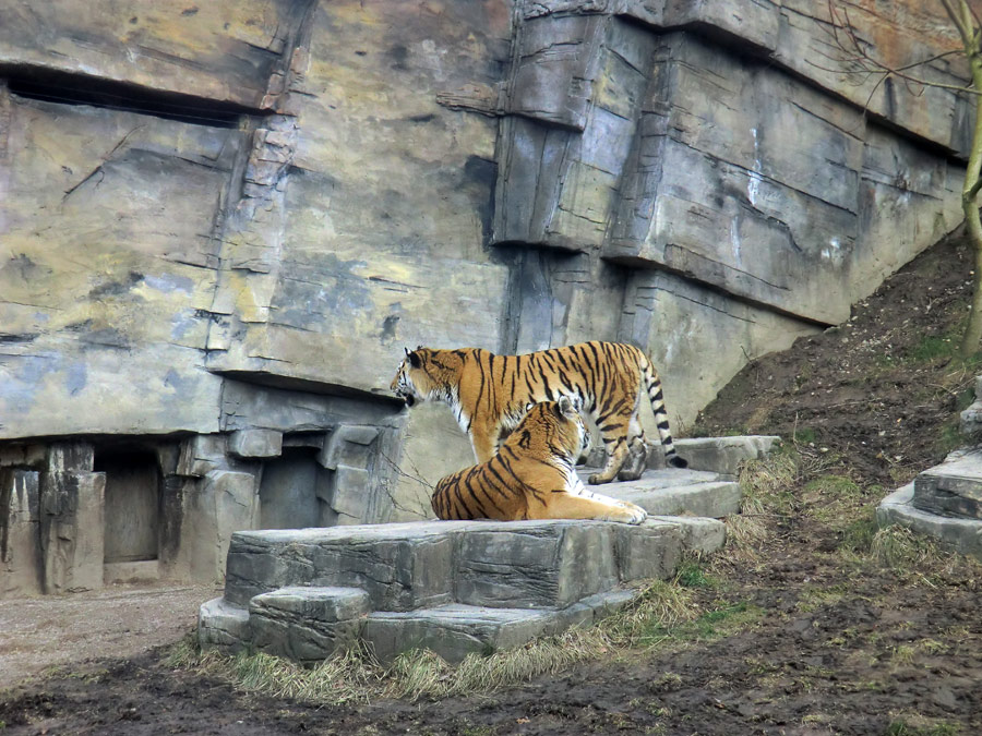 Sibirische Tiger im Wuppertaler Zoo am 21. Februar 2012