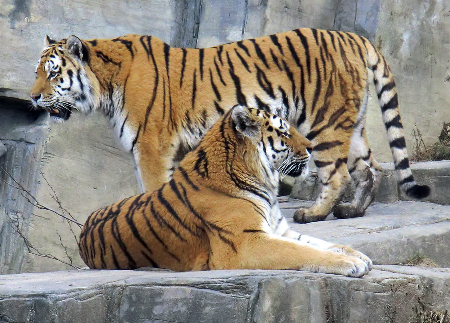 Sibirische Tiger im Zoologischen Garten Wuppertal am 21. Februar 2012