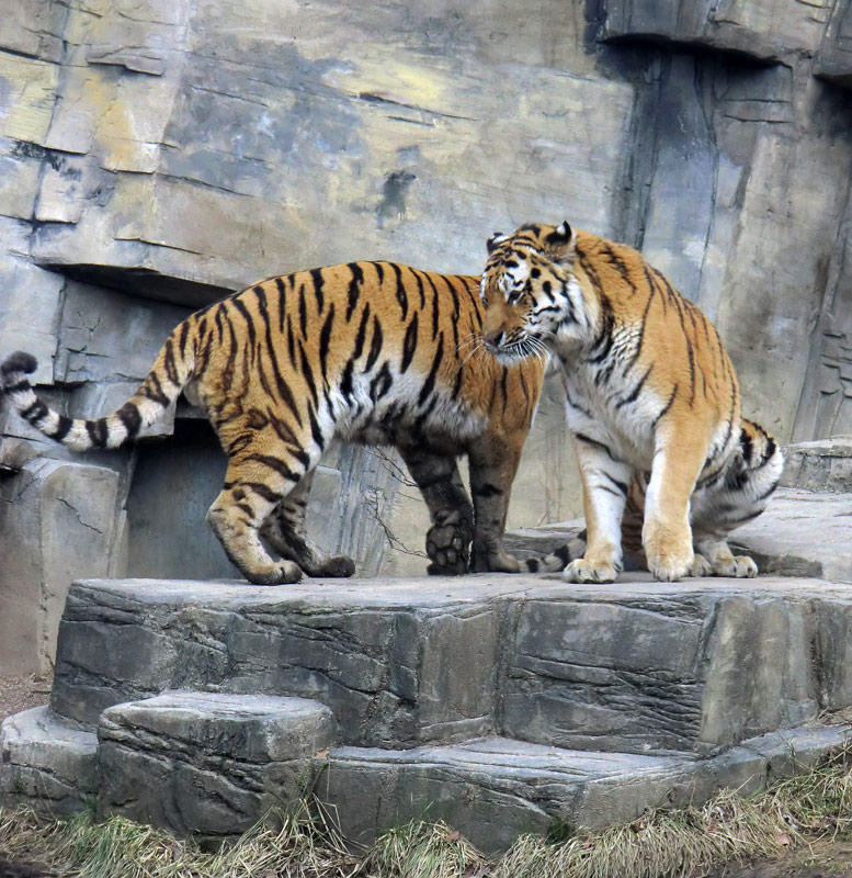 Sibirische Tiger im Wuppertaler Zoo am 21. Februar 2012