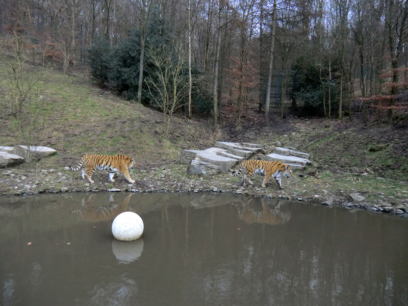 Sibirische Tiger im Zoologischen Garten Wuppertal am 21. Februar 2012