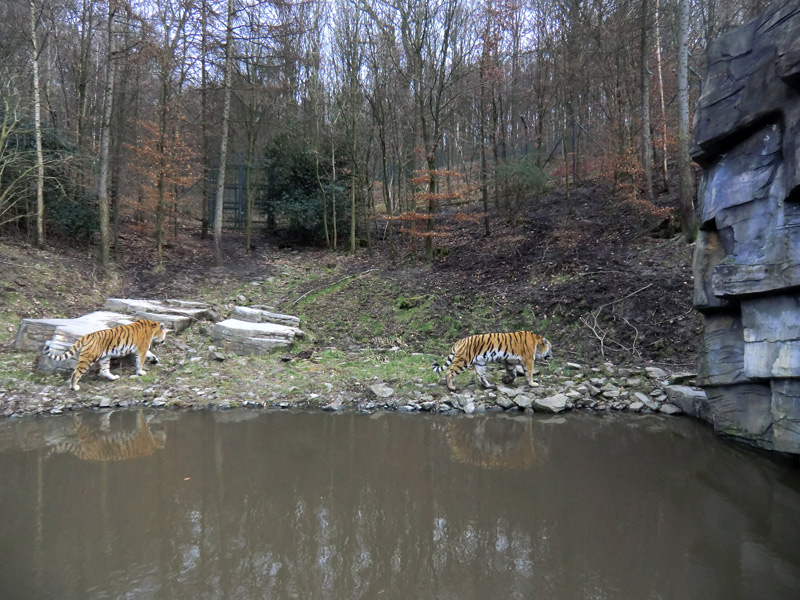 Sibirische Tiger im Wuppertaler Zoo am 21. Februar 2012