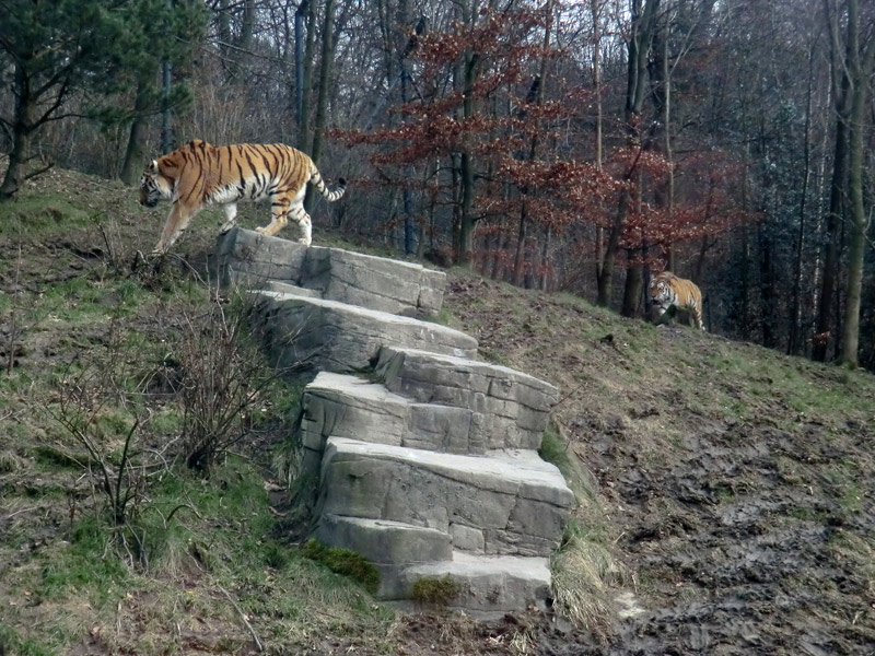 Sibirische Tiger im Wuppertaler Zoo am 21. Februar 2012