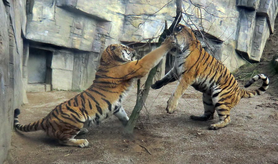 Sibirische Tiger im Zoologischen Garten Wuppertal am 21. Februar 2012