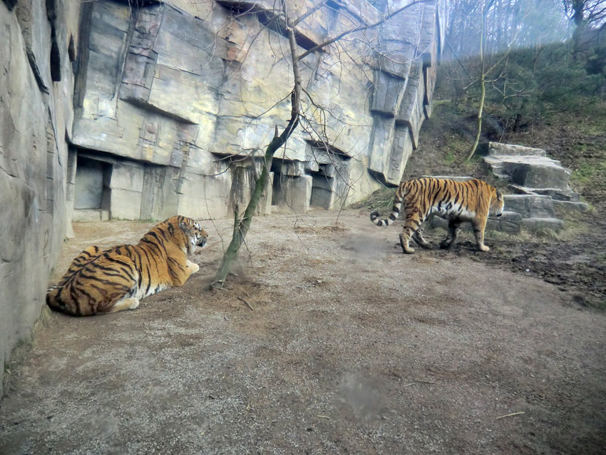 Sibirische Tiger im Zoo Wuppertal am 21. Februar 2012