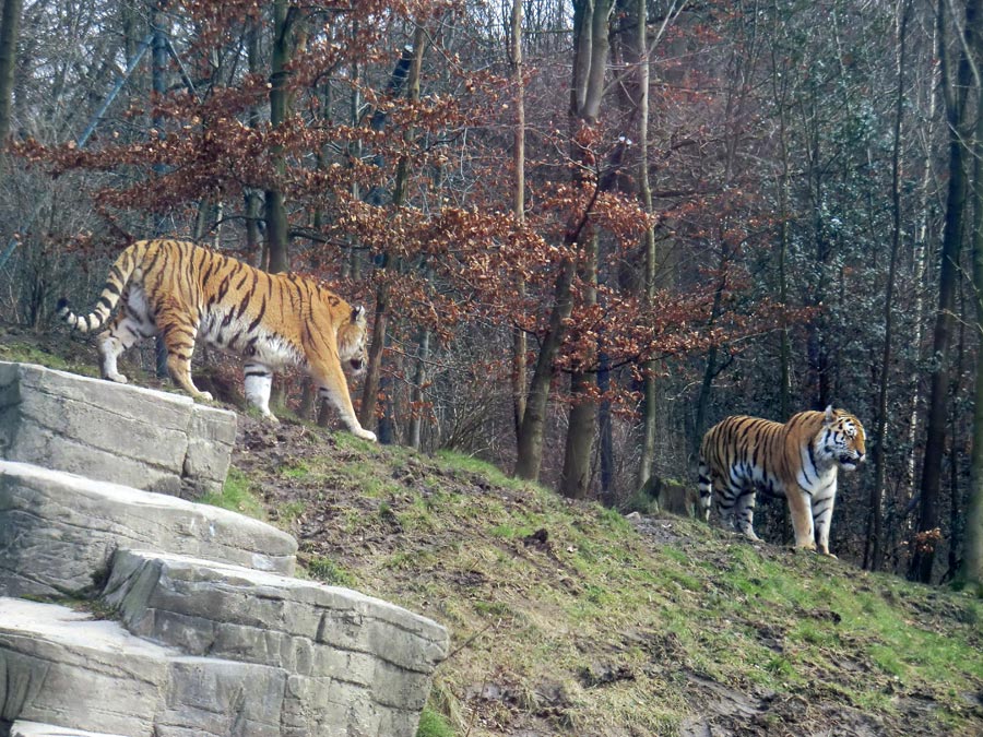 Sibirische Tiger im Zoologischen Garten Wuppertal am 21. Februar 2012