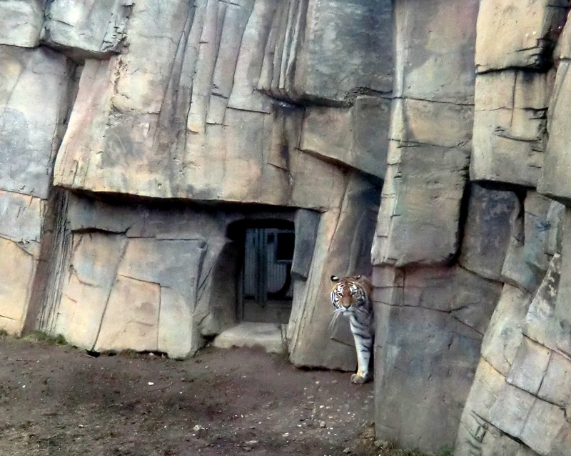 Sibirische Tigerin "Mymoza" im Zoologischen Garten Wuppertal am 3. März 2012