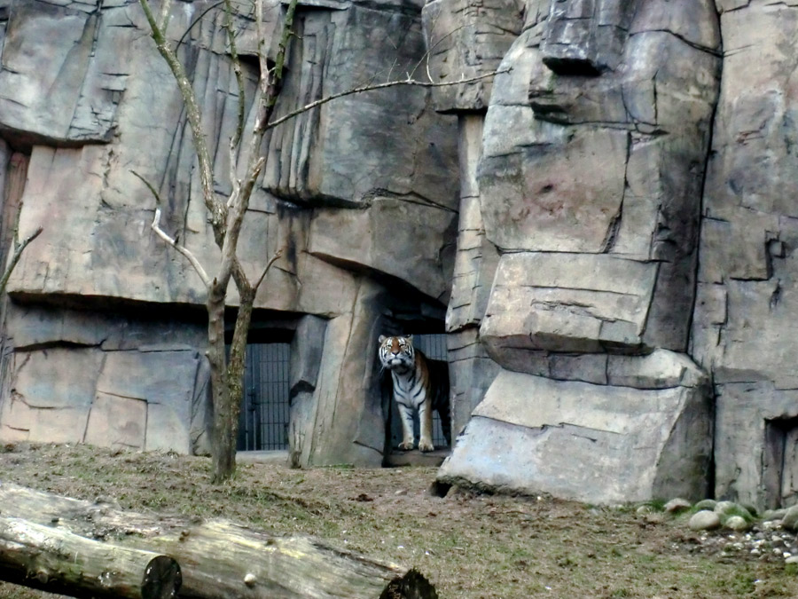 Sibirische Tigerin "Mymoza" im Zoo Wuppertal am 3. März 2012