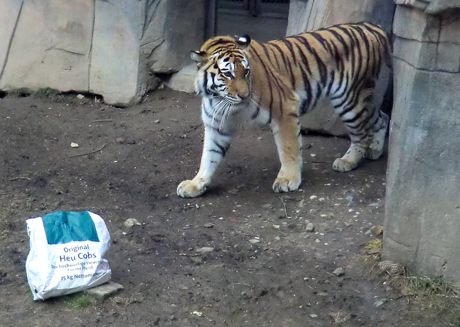 Sibirische Tigerin "Mymoza" im Wuppertaler Zoo am 3. März 2012