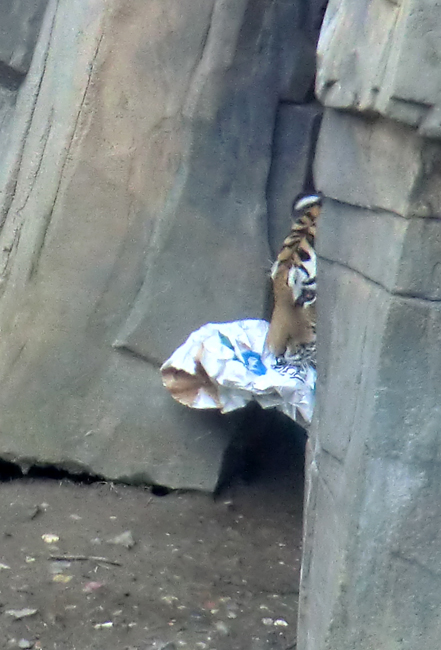 Sibirische Tigerin "Mymoza" im Zoologischen Garten Wuppertal am 3. März 2012