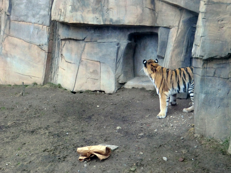 Sibirische Tigerin MYMOZA im Zoo Wuppertal am 4. März 2012