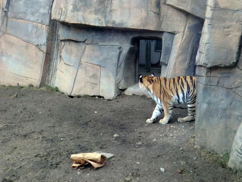 Sibirische Tigerin MYMOZA im Zoo Wuppertal am 4. März 2012