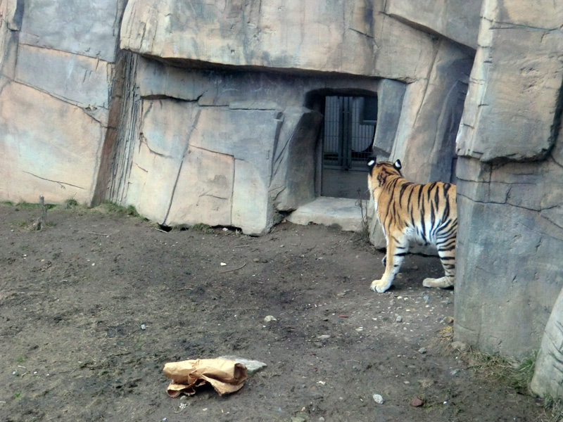 Sibirische Tigerin MYMOZA im Zoologischen Garten Wuppertal am 4. März 2012