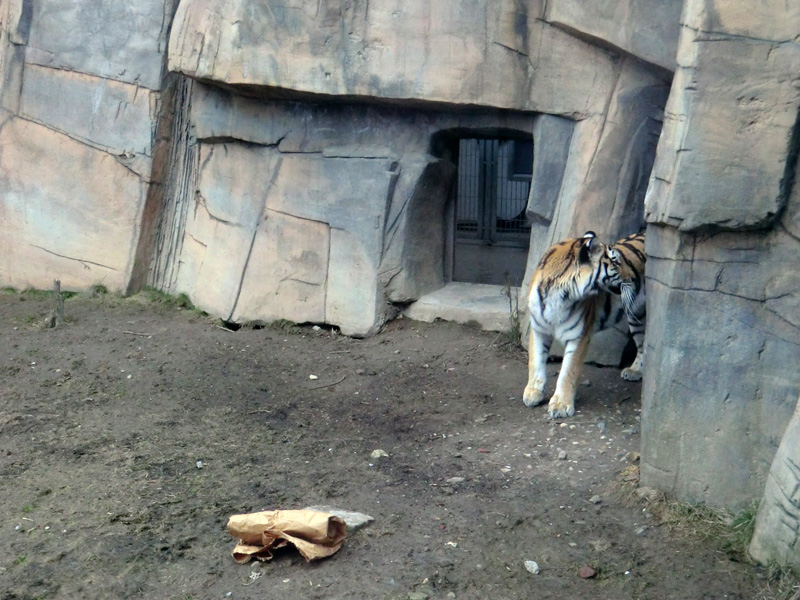 Sibirische Tigerin MYMOZA im Wuppertaler Zoo am 4. März 2012