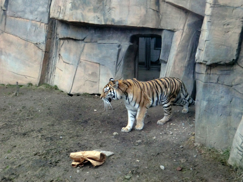 Sibirische Tigerin MYMOZA im Zoologischen Garten Wuppertal am 4. März 2012