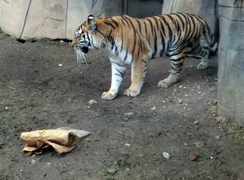 Sibirische Tigerin MYMOZA im Wuppertaler Zoo am 4. März 2012