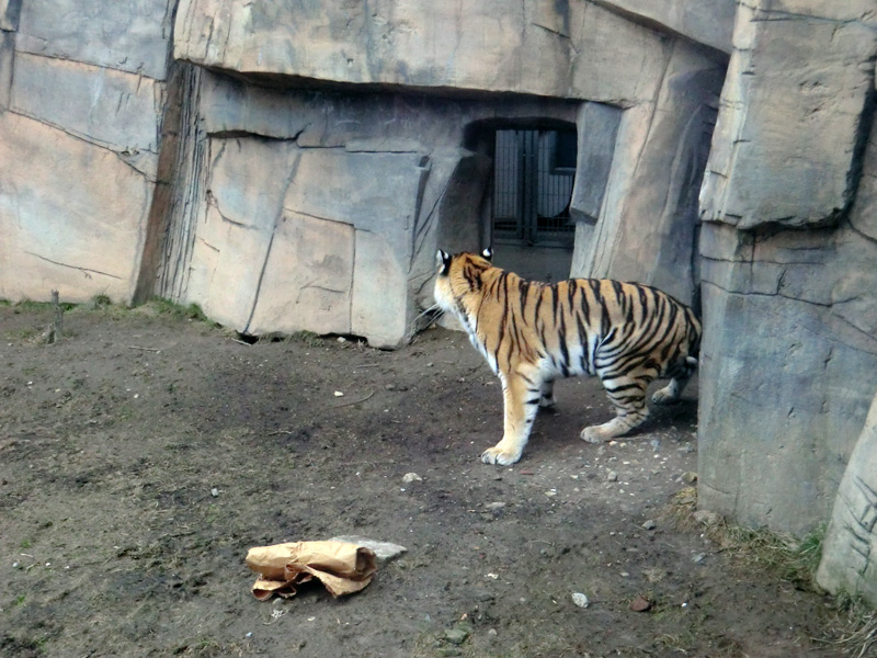 Sibirische Tigerin MYMOZA im Zoologischen Garten Wuppertal am 4. März 2012