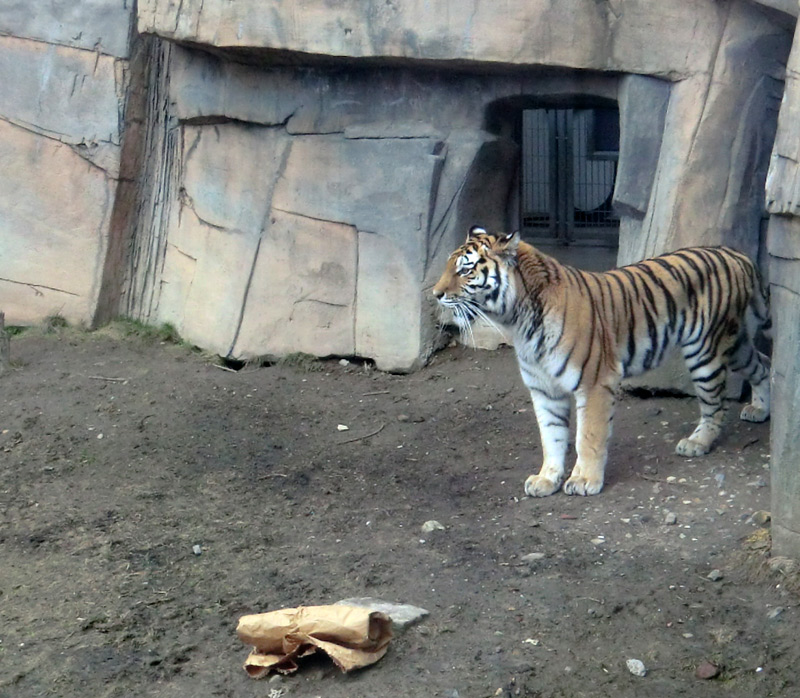 Sibirische Tigerin MYMOZA im Zoo Wuppertal am 4. März 2012