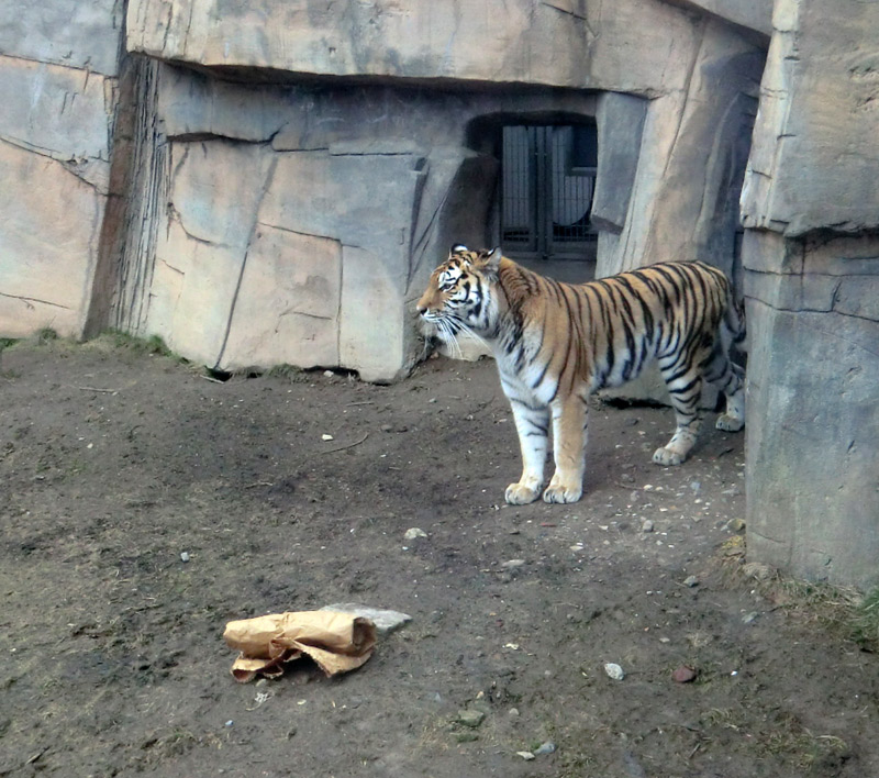 Sibirische Tigerin MYMOZA im Zoologischen Garten Wuppertal am 4. März 2012