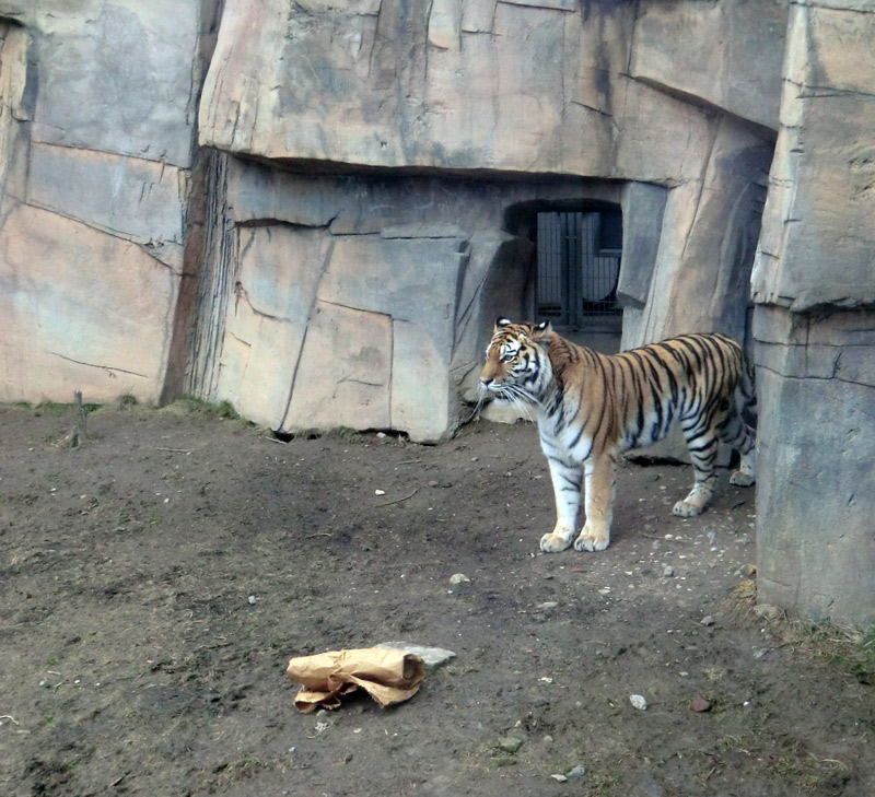 Sibirische Tigerin MYMOZA im Zoo Wuppertal am 4. März 2012