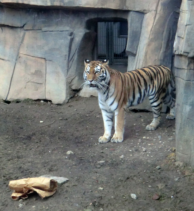 Sibirische Tigerin MYMOZA im Zoologischen Garten Wuppertal am 4. März 2012