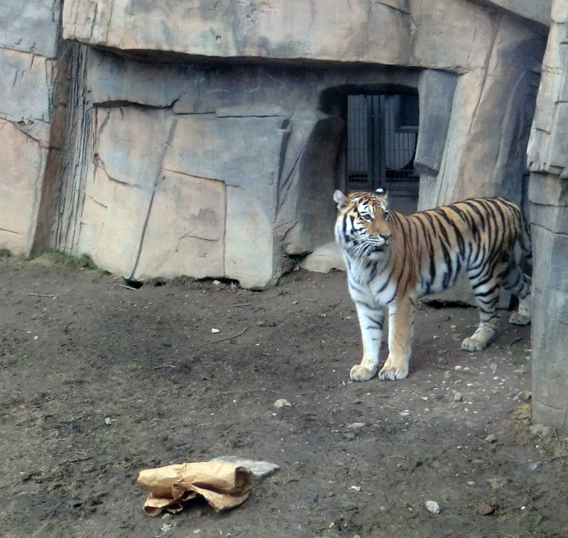 Sibirische Tigerin MYMOZA im Wuppertaler Zoo am 4. März 2012