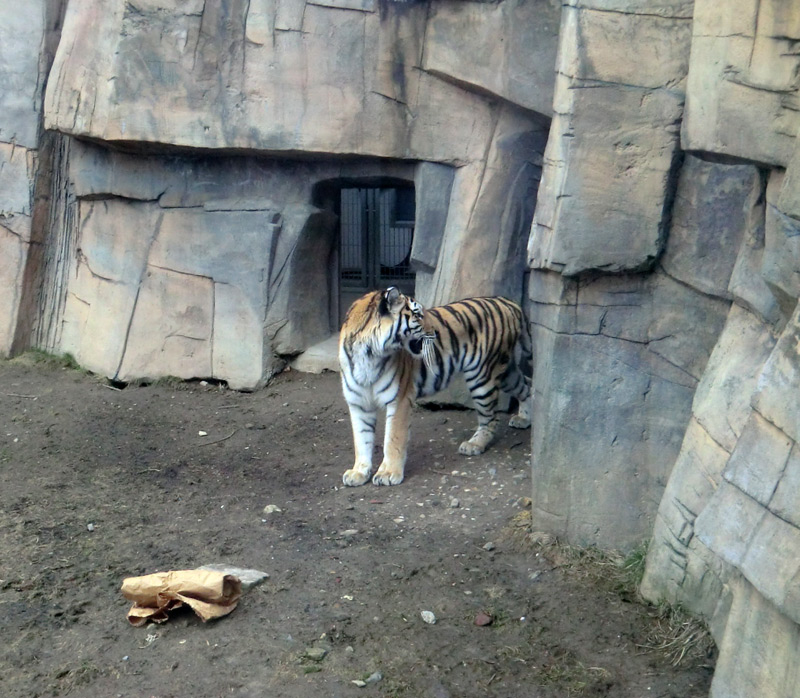 Sibirische Tigerin MYMOZA im Zoo Wuppertal am 4. März 2012