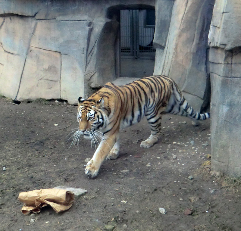 Sibirische Tigerin MYMOZA im Zoologischen Garten Wuppertal am 4. März 2012