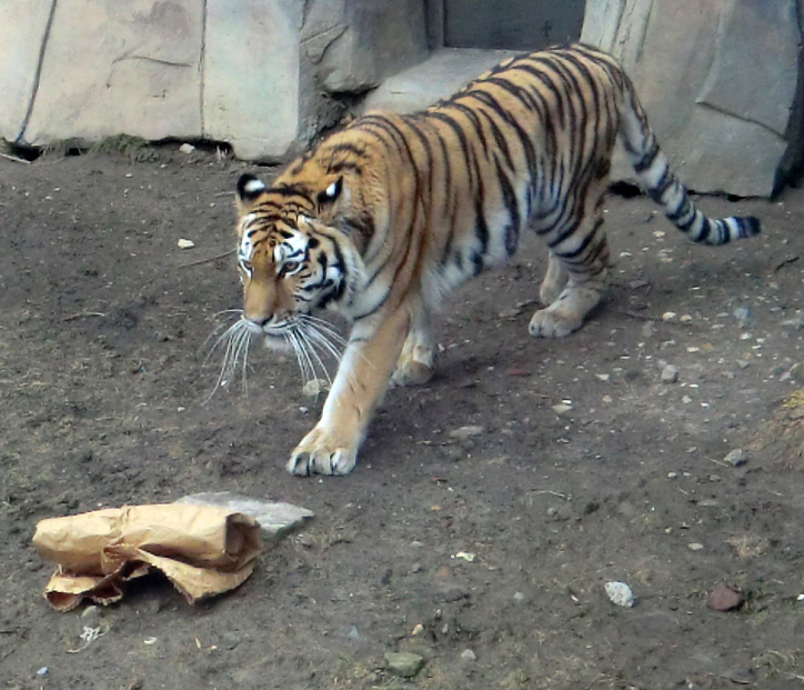 Sibirische Tigerin MYMOZA im Wuppertaler Zoo am 4. März 2012