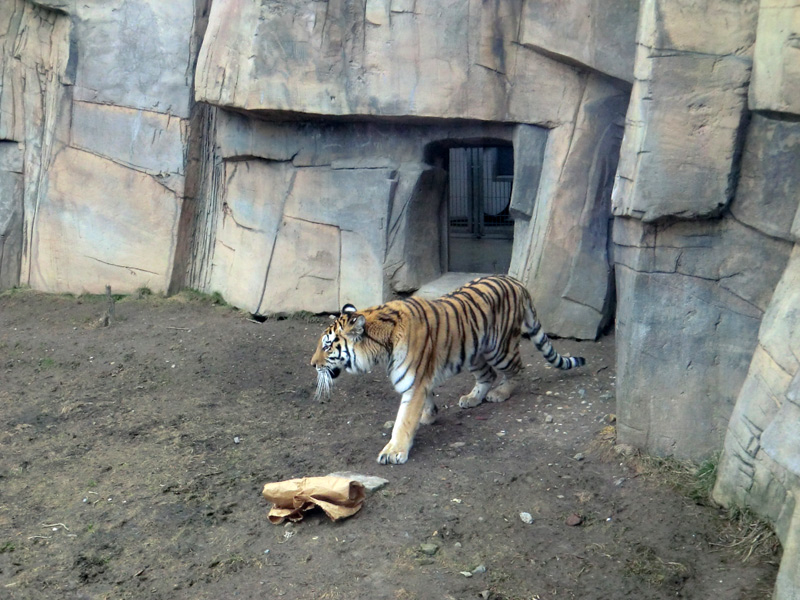 Sibirische Tigerin MYMOZA im Zoo Wuppertal am 4. März 2012