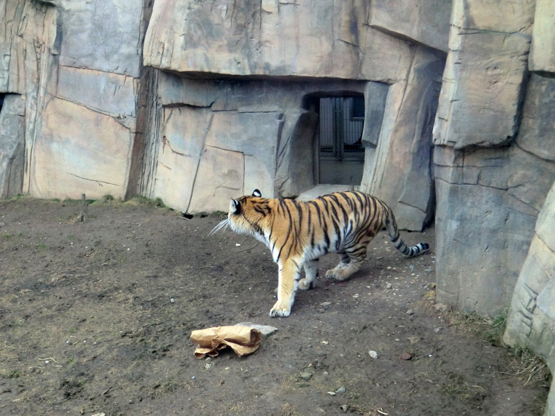 Sibirische Tigerin MYMOZA im Zoologischen Garten Wuppertal am 4. März 2012