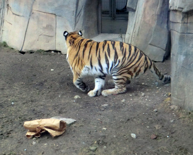 Sibirische Tigerin MYMOZA im Wuppertaler Zoo am 4. März 2012