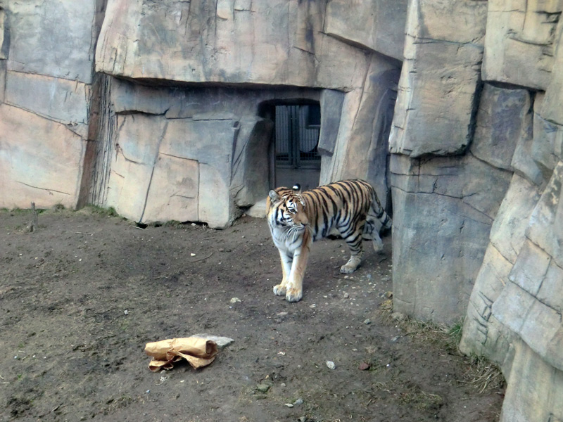 Sibirische Tigerin MYMOZA im Zoologischen Garten Wuppertal am 4. März 2012