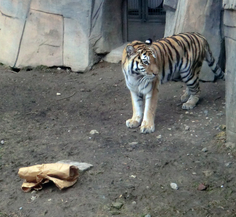 Sibirische Tigerin MYMOZA im Wuppertaler Zoo am 4. März 2012