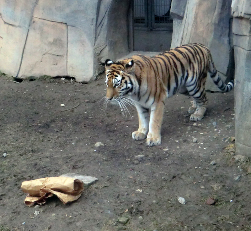 Sibirische Tigerin MYMOZA im Zoologischen Garten Wuppertal am 4. März 2012