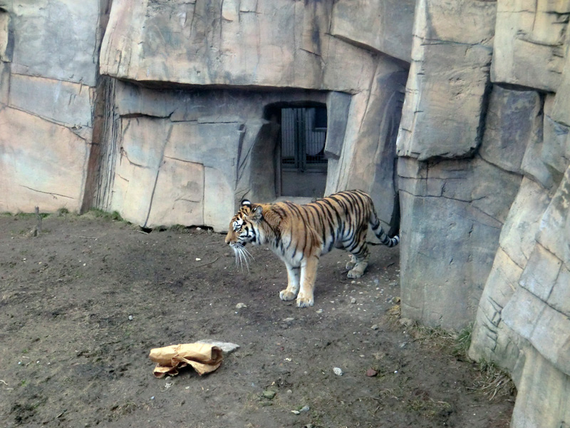 Sibirische Tigerin MYMOZA im Wuppertaler Zoo am 4. März 2012