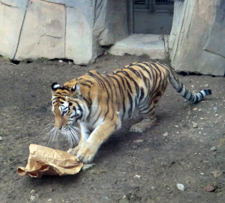 Sibirische Tigerin MYMOZA im Zoo Wuppertal am 4. März 2012