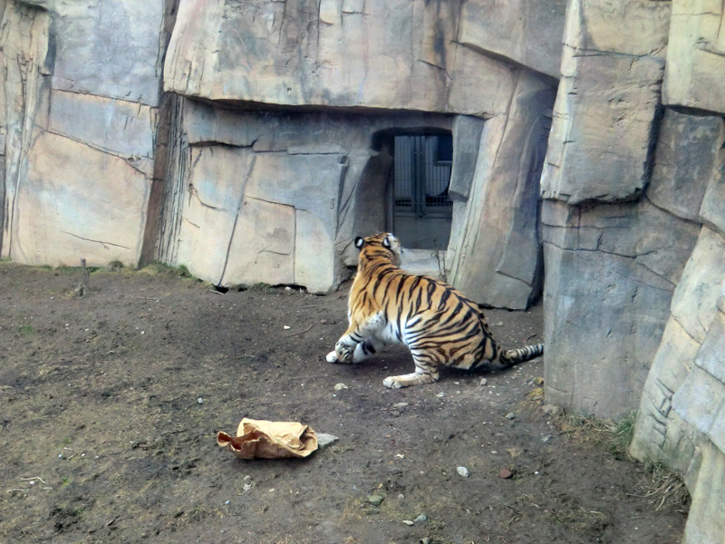 Sibirische Tigerin MYMOZA im Zoo Wuppertal am 4. März 2012