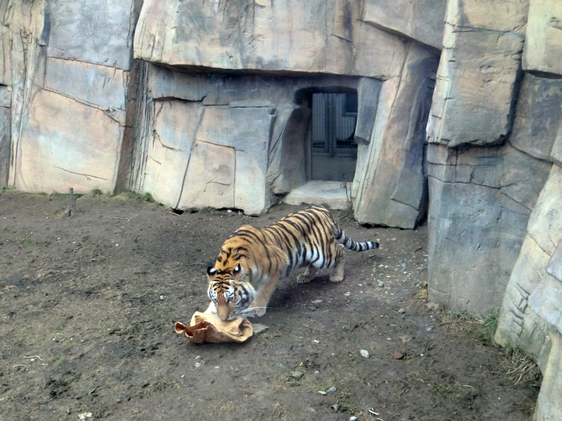 Sibirische Tigerin MYMOZA im Zoologischen Garten Wuppertal am 4. März 2012