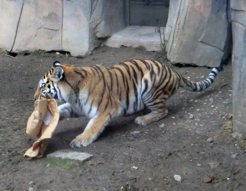 Sibirische Tigerin MYMOZA im Zoo Wuppertal am 4. März 2012