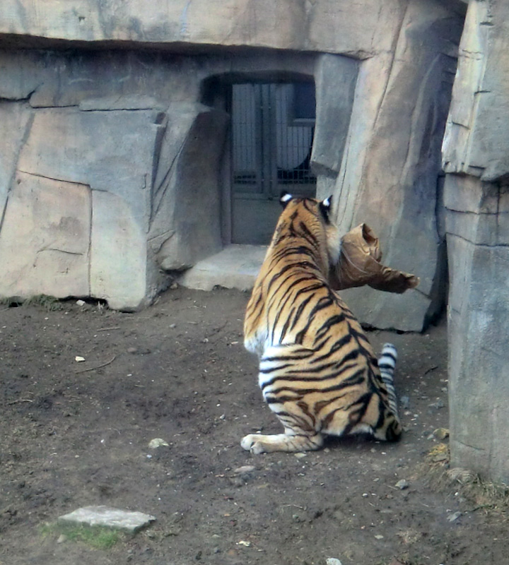 Sibirische Tigerin MYMOZA im Wuppertaler Zoo am 4. März 2012