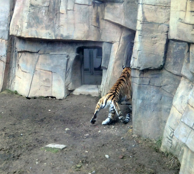 Sibirische Tigerin MYMOZA im Zoo Wuppertal am 4. März 2012