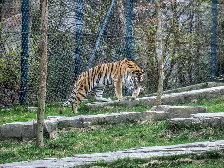 Sibirische Tigerin MYMOZA am 29. März 2012 auf der kleineren Außenanlage im Tiger-Tal im Zoo Wuppertal