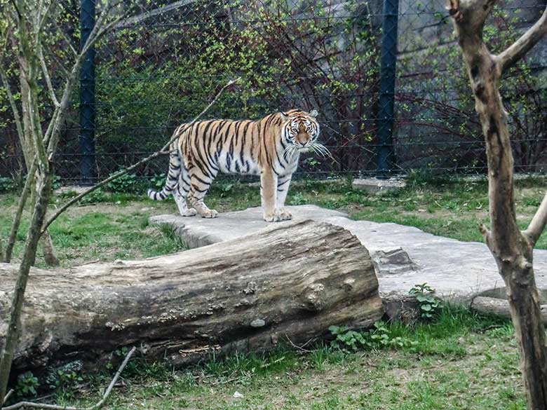 Sibirische Tigerin MYMOZA am 29. März 2012 auf der kleineren Außenanlage im Tiger-Tal im Wuppertaler Zoo