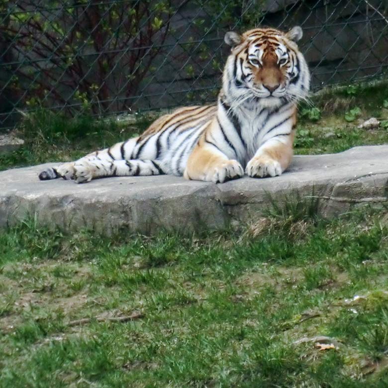 Sibirische Tigerin MYMOZA am 29. März 2012 auf der kleineren Außenanlage im Tiger-Tal im Zoologischen Garten der Stadt Wuppertal