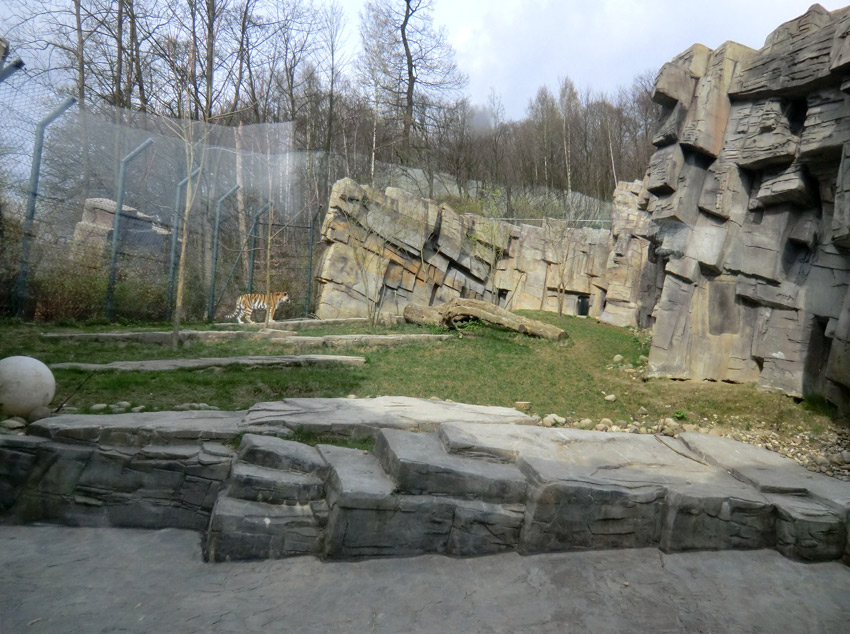 Sibirische Tigerin MYMOZA im Zoo Wuppertal am 29. März 2012