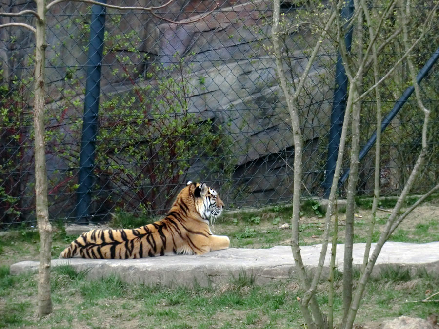 Sibirische Tigerin MYMOZA im Wuppertaler Zoo am 29. März 2012